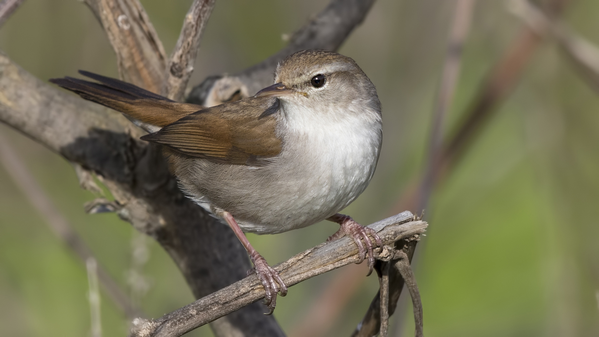 Cetti's Warbler